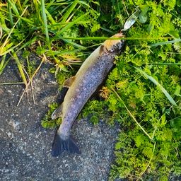 ブラウントラウト