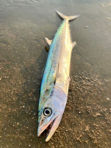 サゴシの釣果
