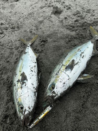 ワカシの釣果