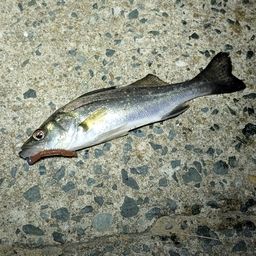 セイゴ（マルスズキ）