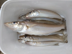 キスの釣果