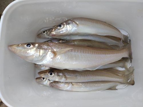 キスの釣果