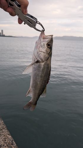 セイゴ(マルスズキ)の釣果