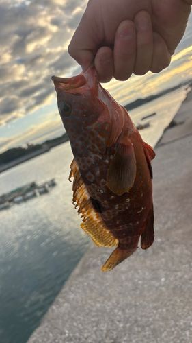 キジハタの釣果