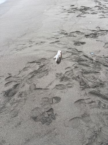 イシモチの釣果