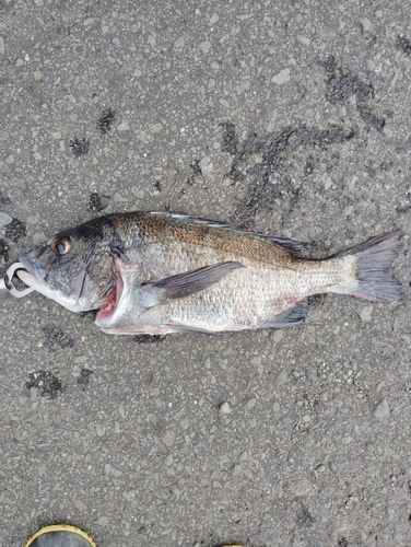 チヌの釣果