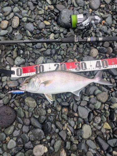 ショゴの釣果