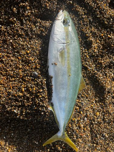 ワカシの釣果