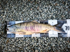 アキアジの釣果