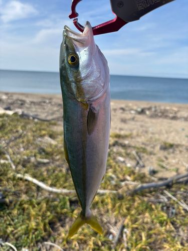 ワカシの釣果