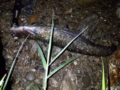 ニホンナマズの釣果