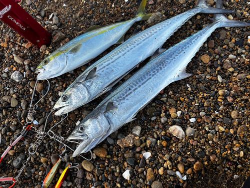 サゴシの釣果