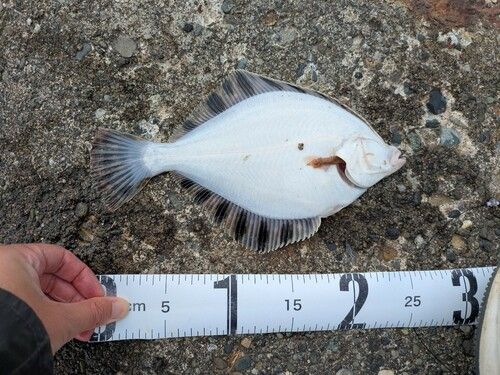 カワガレイの釣果