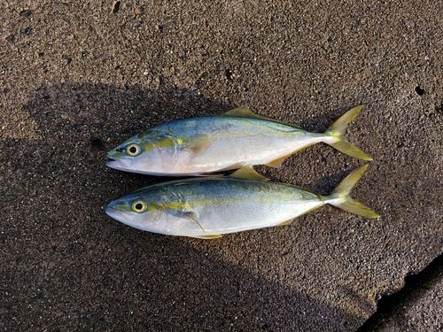 有磯海