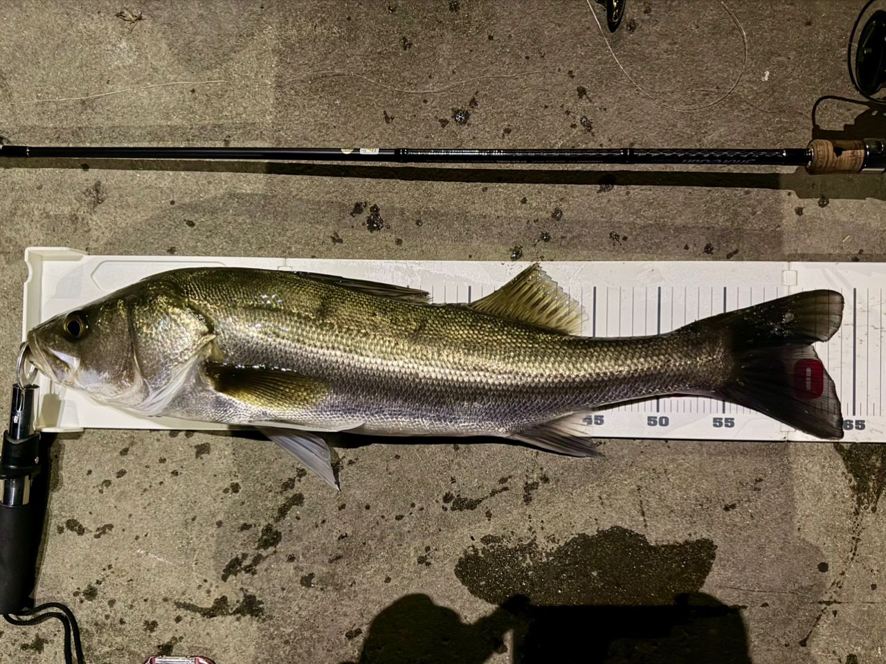 フッコ（マルスズキ）