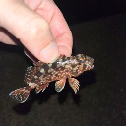 カサゴ