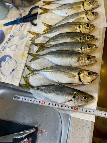 マアジの釣果