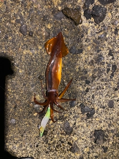 イカの釣果
