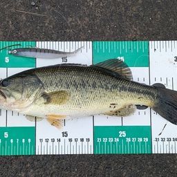 ラージマウスバス