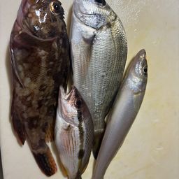 カサゴ