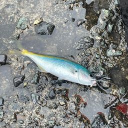アカササノハベラ