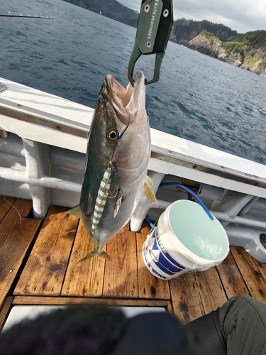 ワラサの釣果