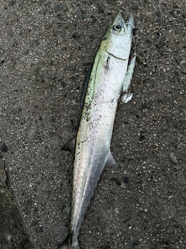 サゴシの釣果