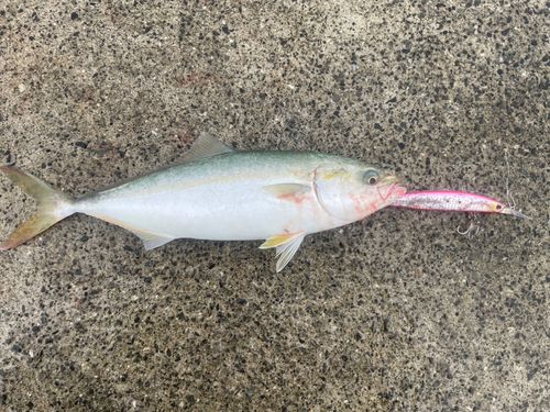 ツバスの釣果