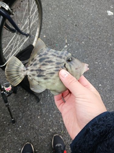 カワハギの釣果