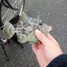 カワハギ