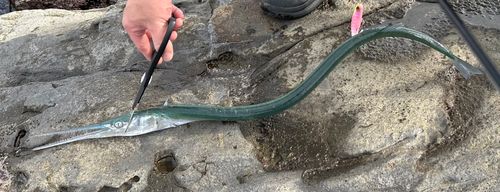 ダツの釣果
