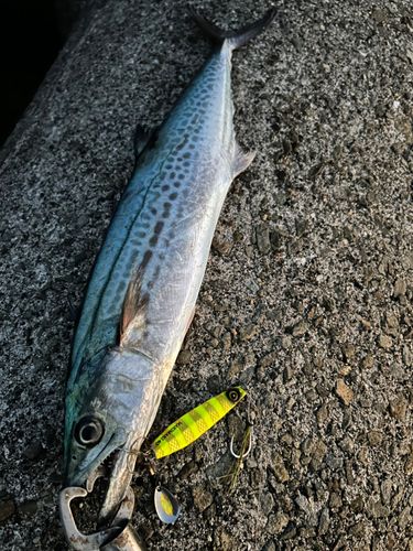 サゴシの釣果