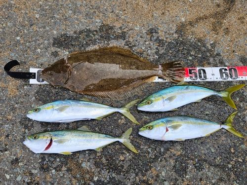 ヒラメの釣果