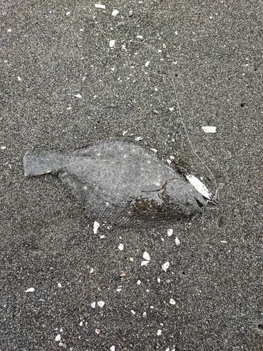 ソゲの釣果