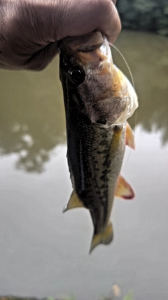 ラージマウスバスの釣果
