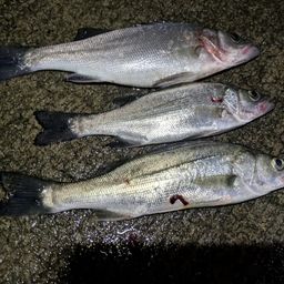 セイゴ（ヒラスズキ）