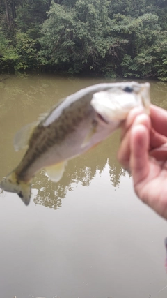 ラージマウスバスの釣果