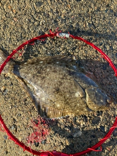カレイの釣果
