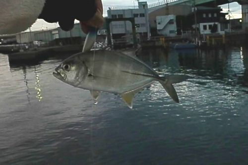 メッキの釣果