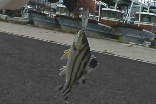 コトヒキの釣果