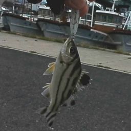 コトヒキ