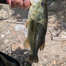 ラージマウスバス