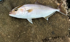 ネリゴの釣果