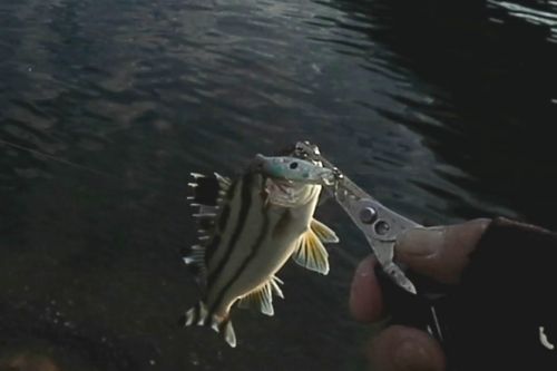 コトヒキの釣果