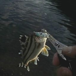 コトヒキ