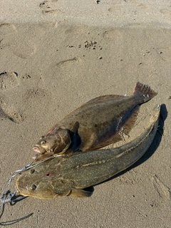 ヒラメの釣果