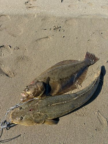 ヒラメの釣果