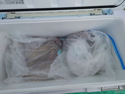 タコの釣果