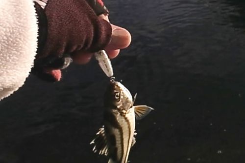コトヒキの釣果