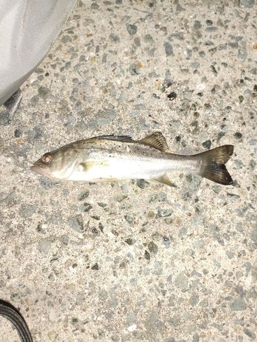 塩屋漁港(熊本)